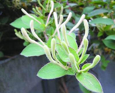 争创十大中药材种植基地 打造特色区域经济名