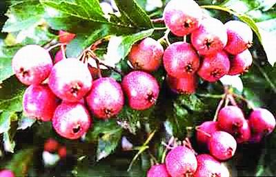 争创十大中药材种植基地 打造特色区域经济名