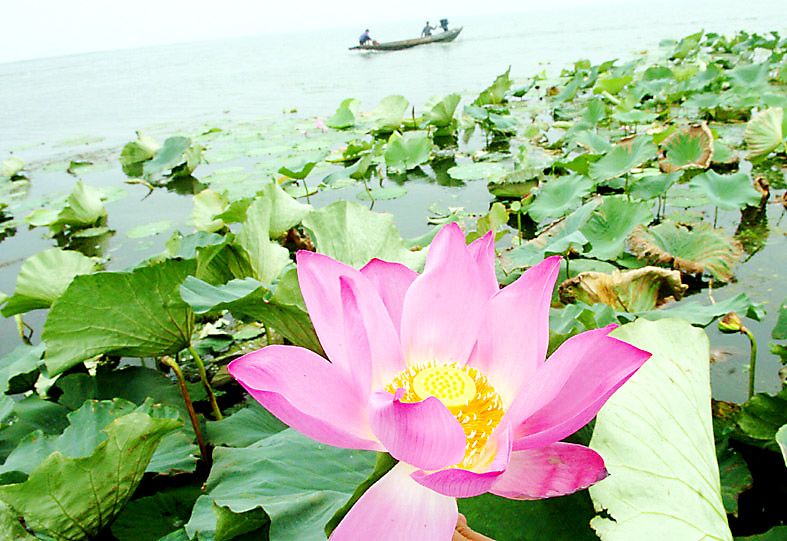 洪湖上开放的荷花