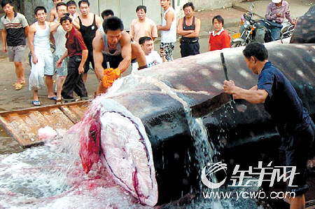 罕见!8.5吨鲸鲨被捕