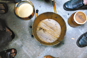 大榕树下斗蟋蟀