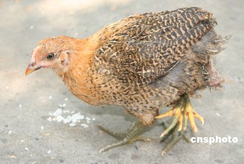 图:四川内江有只小怪鸡 两个臀部四只脚