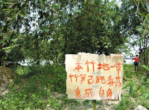 乐从小布村村委会的何书记接受采访时表示,河畔边的竹林已经被中心