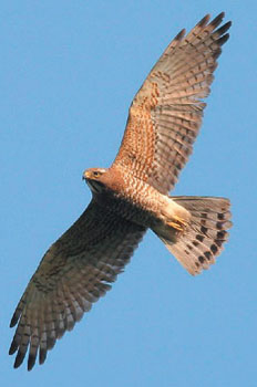 鵟鹰叫声 d676069bc3bda583bf5ea987b773a141.jpg