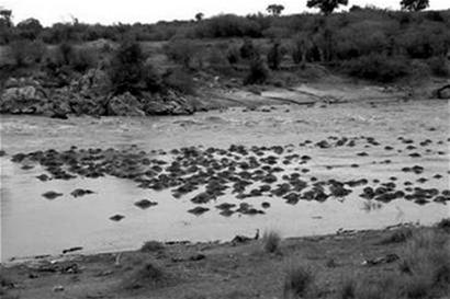 图文:肯尼亚洪水肆虐 淹死2万匹角马