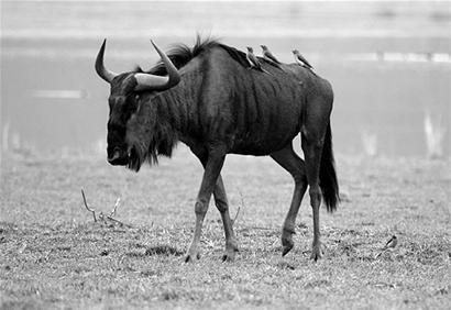 图文:肯尼亚洪水肆虐 淹死2万匹角马