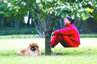 郑州市在政府网上再谈养狗,计划月底对非法犬