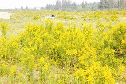 图文:一枝黄花肆虐江堤