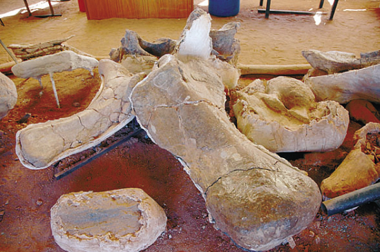 巨型恐龙4层楼高脊柱重8吨