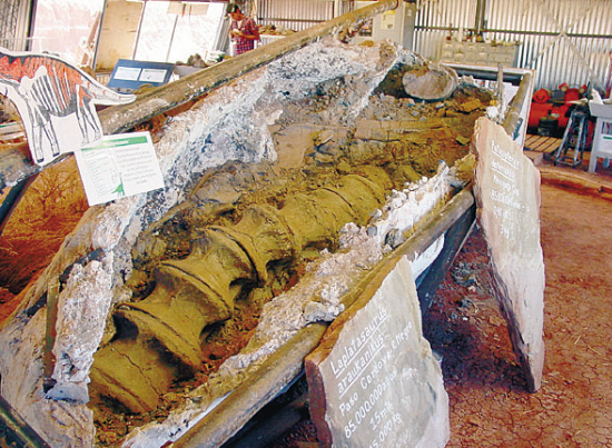 巨型恐龙4层楼高脊柱重8吨