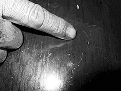 图文:野生华南虎:王者归来?