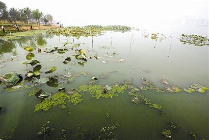 图文:小月湖再现蓝藻水华