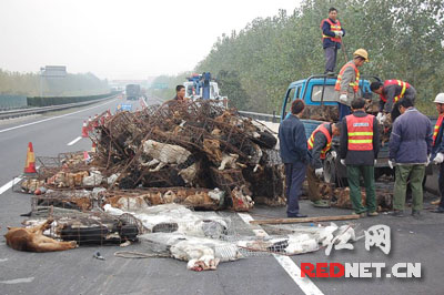 货车侧翻狗和兔子窜上高速公路