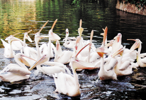 大嘴白鹈鹕广州安家