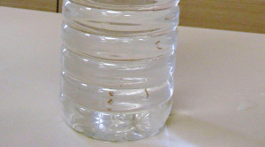 未开封纯净水惊现数只蚂蚁