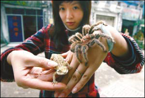 女孩开另类宠物店 出售蜥蜴蜘蛛(图)