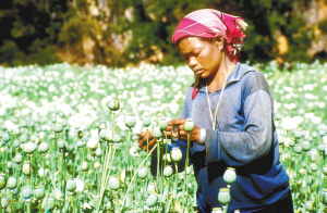 大毒枭坤沙去世