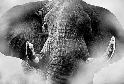 给大象吃迷幻药、让死人复活、制造双头狗,英