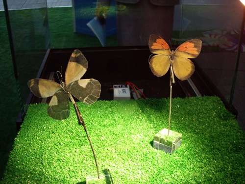 香港举行风筝节 面积小如麻雀 也能飞上天(图)