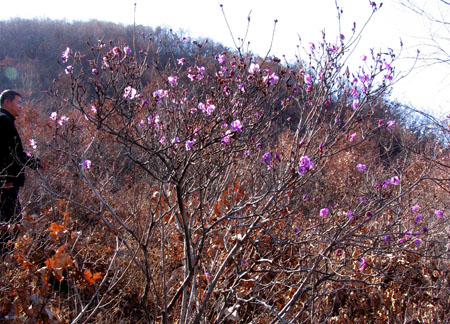 山中金达莱 怒放在深秋