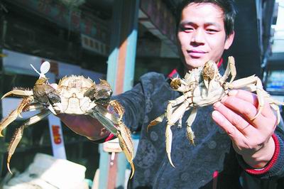 除了腹部有区别外,公螃蟹的钳子一般比较大