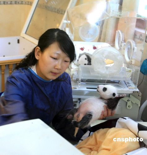 中国人工圈养大熊猫种群数量目前已达239只