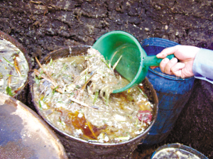 下水道潲水炼食用油