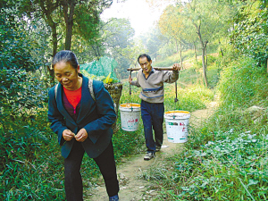 退休女工谭碧秀上山养猪嫁农民