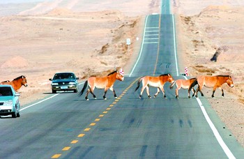 国道216线惊现人马和谐