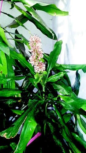 养了20年螺纹铁,开了4次花哪年开花,哪年家里