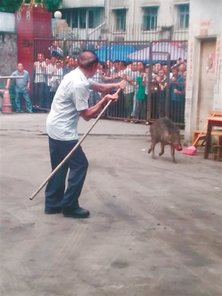 汽修厂员工将野猪困在厂区内,用木棒打野猪.