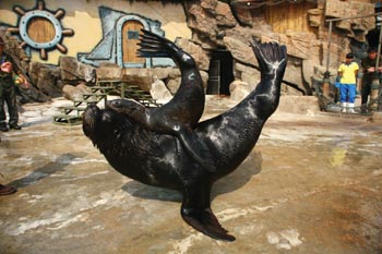 极地海洋动物馆里上演动物版父女情深偏心海