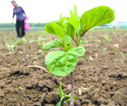 种苗基地作后台菜农省心又省力