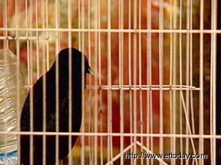 一句你来冲啥? 台一八哥鸟令窃贼受惊被逮_