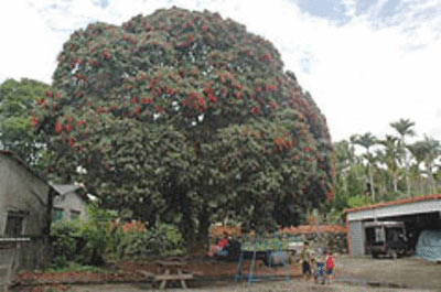 台湾台东县罕见百年荔枝树硕果累累