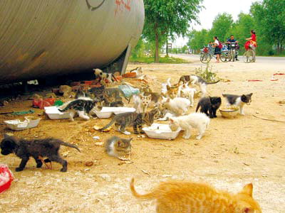 百余流浪猫踩着同伴尸体争抢食物(图)