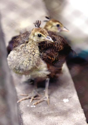 鸟类园盼市民认养小孔雀和小雪雁