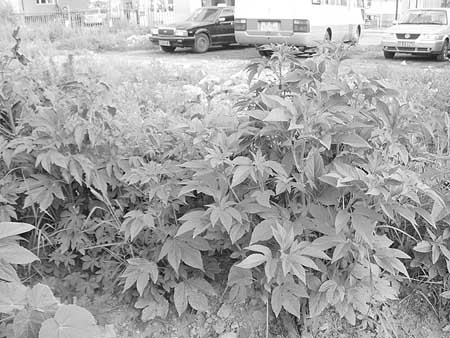 豚草尚未开花趁早将其拿下(图)