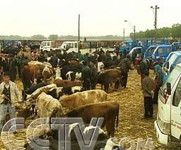 农民巨资买下肉牛交易市场(图)