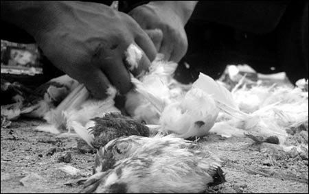 烧烤摊为赚眼球当街拧断鸽子头(图)