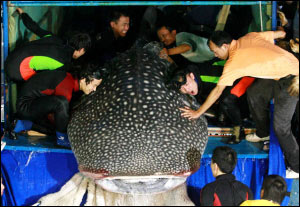 水库惊现食人鱼?当地辟谣(图)