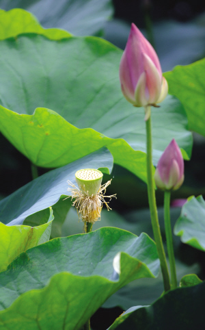 金湖:慑人心魄荷花荡