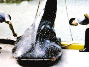 水库惊现食人鱼?当地辟谣(图)