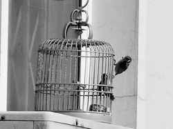 麻雀妈妈隔窗罩喂幼崽