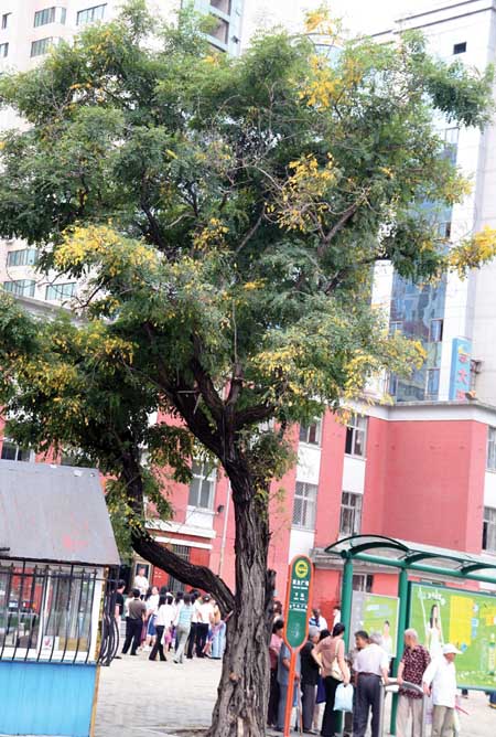 夏季雨水多槐树叶早黄(图)