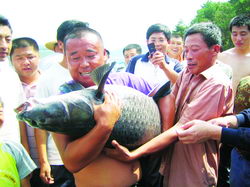 上英水库 钓起1米2大青鱼