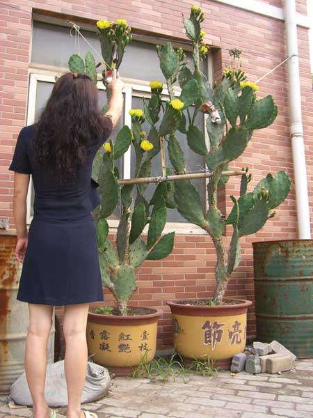 这仙人掌竟比人还高;; 仙人掌年年开花一直长 比人还高(图); 这仙人掌