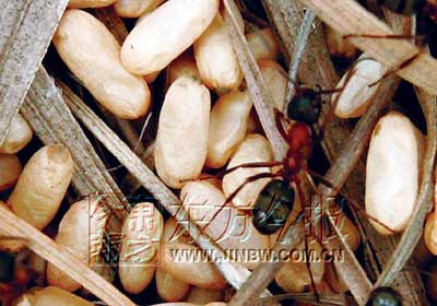 河南辉县食人蚁独霸山头啃食山羊咬死毒蛇(图)
