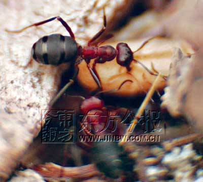 河南辉县食人蚁独霸山头啃食山羊咬死毒蛇(图)