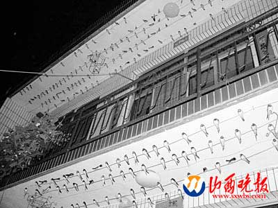 农户家中寄居400多只燕子(图)